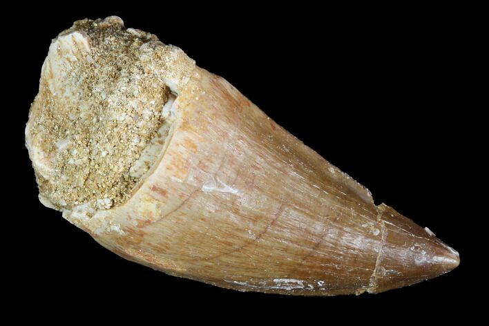 Mosasaur (Prognathodon) Tooth - Morocco #101019